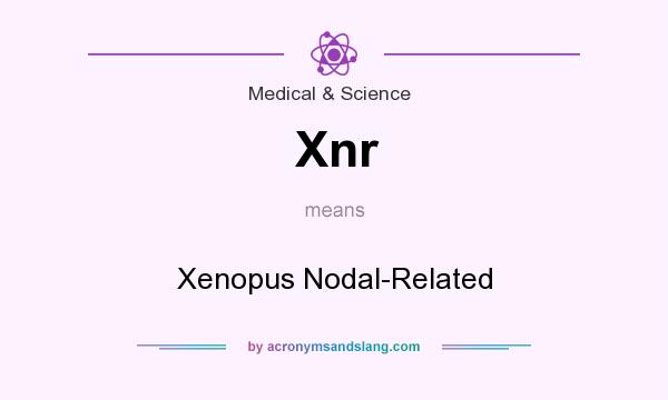 What does Xnr mean? It stands for Xenopus Nodal-Related