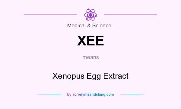 What does XEE mean? It stands for Xenopus Egg Extract