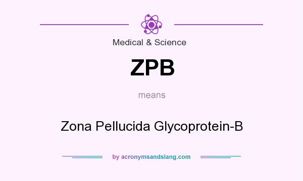What does ZPB mean? It stands for Zona Pellucida Glycoprotein-B