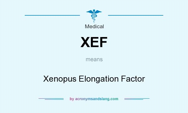 What does XEF mean? It stands for Xenopus Elongation Factor