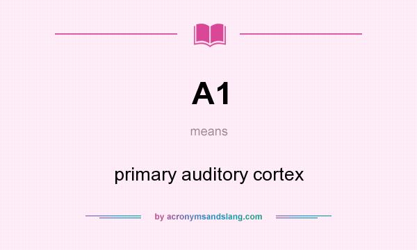 What does A1 mean? It stands for primary auditory cortex