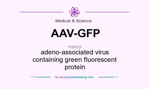 What does AAV-GFP mean? It stands for adeno-associated virus containing green fluorescent protein