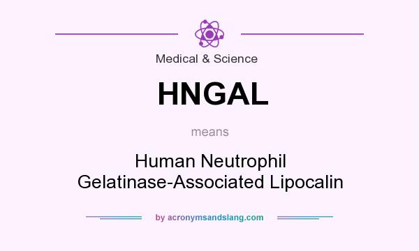 What does HNGAL mean? It stands for Human Neutrophil Gelatinase-Associated Lipocalin