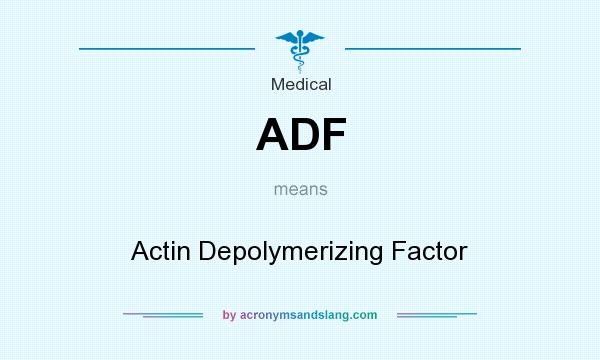 What does ADF mean? It stands for Actin Depolymerizing Factor