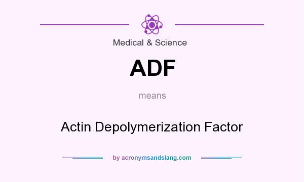 What does ADF mean? It stands for Actin Depolymerization Factor
