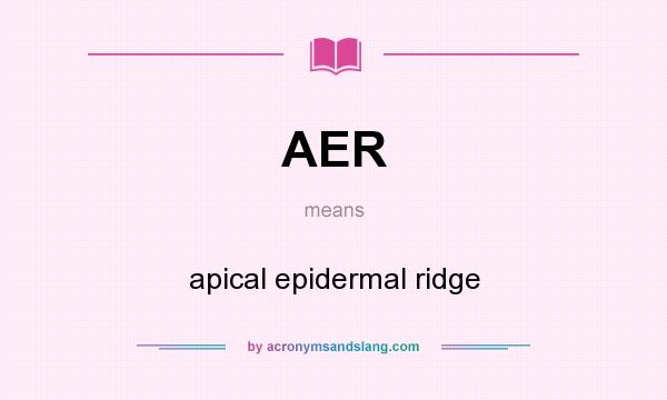 What does AER mean? It stands for apical epidermal ridge