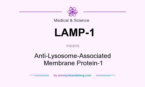 What does LAMP-1 mean? It stands for Anti-Lysosome-Associated Membrane Protein-1