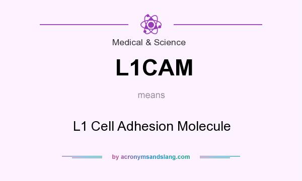 What does L1CAM mean? It stands for L1 Cell Adhesion Molecule