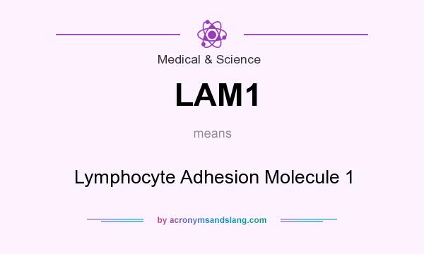 What does LAM1 mean? It stands for Lymphocyte Adhesion Molecule 1