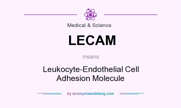 What does LECAM mean? It stands for Leukocyte-Endothelial Cell Adhesion Molecule
