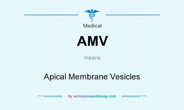 What does AMV mean? It stands for Apical Membrane Vesicles