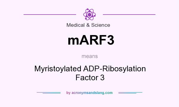 What does mARF3 mean? It stands for Myristoylated ADP-Ribosylation Factor 3
