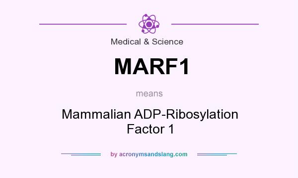 What does MARF1 mean? It stands for Mammalian ADP-Ribosylation Factor 1