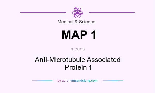What does MAP 1 mean? It stands for Anti-Microtubule Associated Protein 1