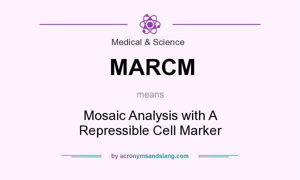What does MARCM mean? It stands for Mosaic Analysis with A Repressible Cell Marker