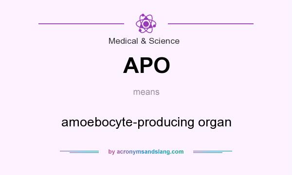 What does APO mean? It stands for amoebocyte-producing organ