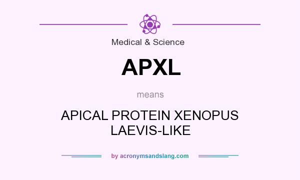 What does APXL mean? It stands for APICAL PROTEIN XENOPUS LAEVIS-LIKE