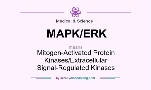 What does MAPK/ERK mean? It stands for Mitogen-Activated Protein Kinases/Extracellular Signal-Regulated Kinases