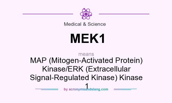 What does MEK1 mean? It stands for MAP (Mitogen-Activated Protein) Kinase/ERK (Extracellular Signal-Regulated Kinase) Kinase 1