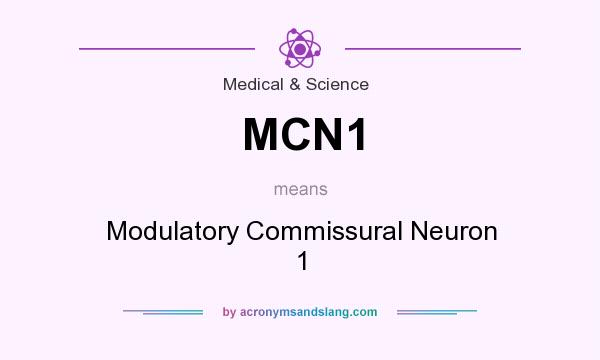 What does MCN1 mean? It stands for Modulatory Commissural Neuron 1