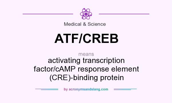 What does ATF/CREB mean? It stands for activating transcription factor/cAMP response element (CRE)-binding protein