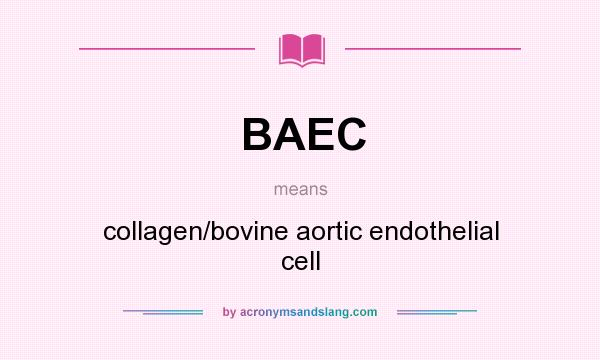 What does BAEC mean? It stands for collagen/bovine aortic endothelial cell