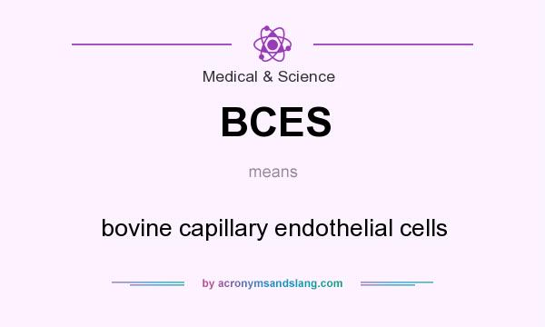 What does BCES mean? It stands for bovine capillary endothelial cells