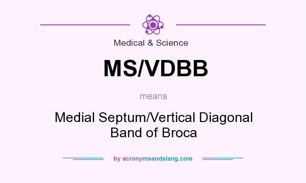 What does MS/VDBB mean? It stands for Medial Septum/Vertical Diagonal Band of Broca