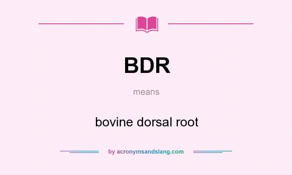 What does BDR mean? It stands for bovine dorsal root