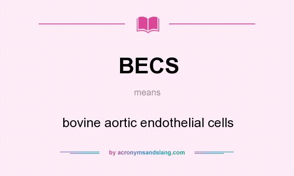 What does BECS mean? It stands for bovine aortic endothelial cells