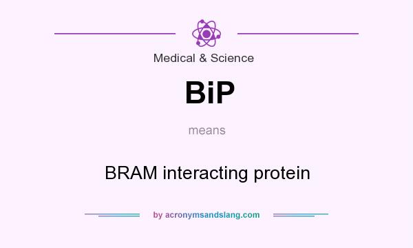 What does BiP mean? It stands for BRAM interacting protein