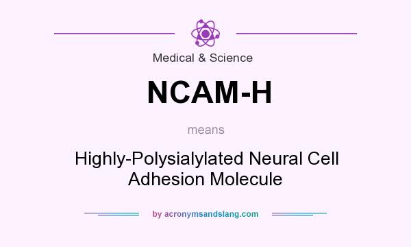 What does NCAM-H mean? It stands for Highly-Polysialylated Neural Cell Adhesion Molecule