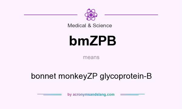What does bmZPB mean? It stands for bonnet monkeyZP glycoprotein-B
