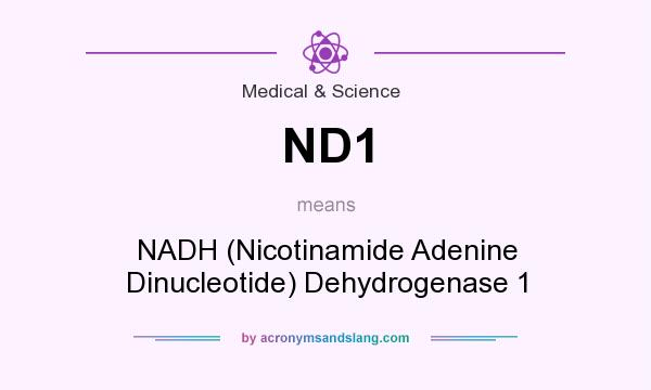 What does ND1 mean? It stands for NADH (Nicotinamide Adenine Dinucleotide) Dehydrogenase 1
