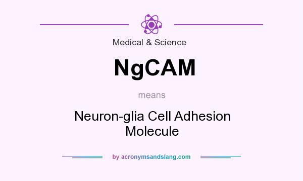 What does NgCAM mean? It stands for Neuron-glia Cell Adhesion Molecule
