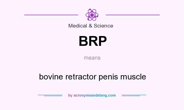 What does BRP mean? It stands for bovine retractor penis muscle