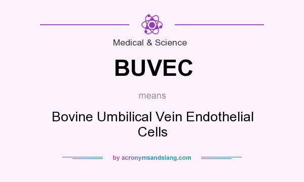 What does BUVEC mean? It stands for Bovine Umbilical Vein Endothelial Cells