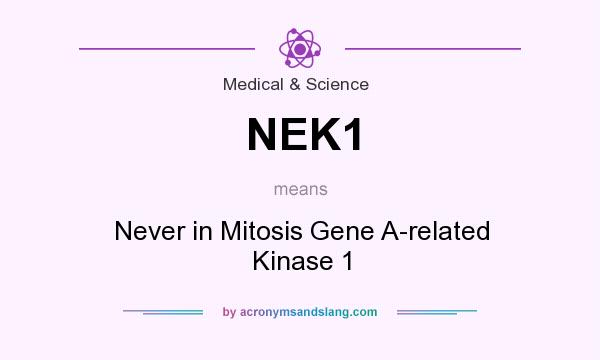 What does NEK1 mean? It stands for Never in Mitosis Gene A-related Kinase 1