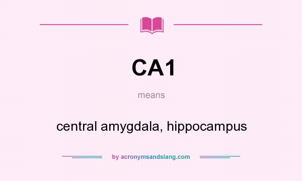 What does CA1 mean? It stands for central amygdala, hippocampus