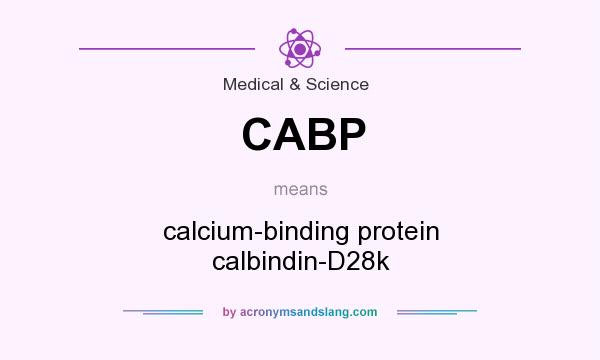 What does CABP mean? It stands for calcium-binding protein calbindin-D28k