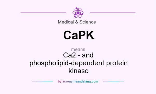 What does CaPK mean? It stands for Ca2 - and phospholipid-dependent protein kinase