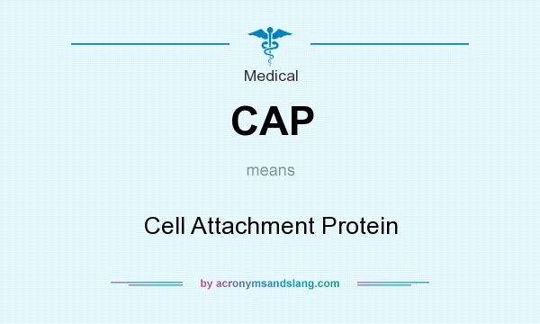 What does CAP mean? It stands for Cell Attachment Protein
