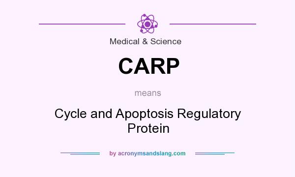 What does CARP mean? It stands for Cycle and Apoptosis Regulatory Protein