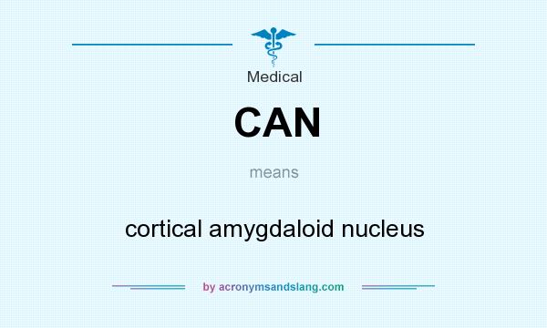 What does CAN mean? It stands for cortical amygdaloid nucleus