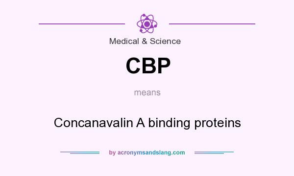 What does CBP mean? It stands for Concanavalin A binding proteins