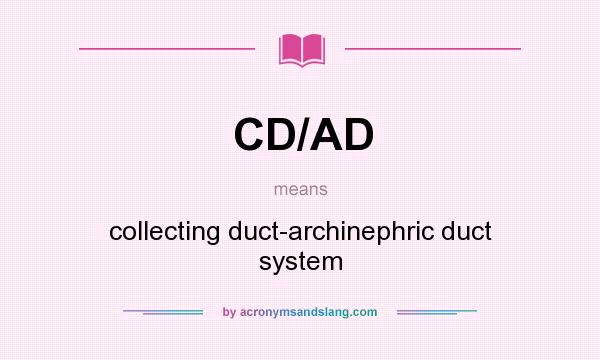 What does CD/AD mean? It stands for collecting duct-archinephric duct system