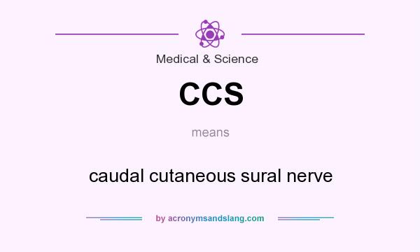 What does CCS mean? It stands for caudal cutaneous sural nerve
