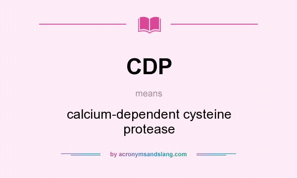 What does CDP mean? It stands for calcium-dependent cysteine protease