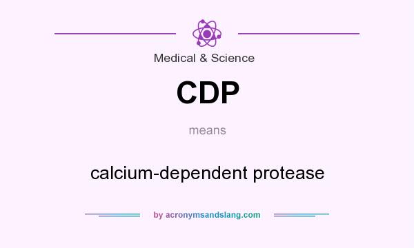 What does CDP mean? It stands for calcium-dependent protease