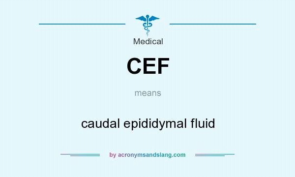 What does CEF mean? It stands for caudal epididymal fluid